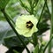 Okra flower