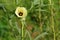 Okra flower in bloom in the garden. Abelmoschus esculentus