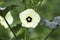 Okra flower, day, isolated on plant with few leaves, white petals with black centre and pale yellow stemen