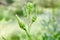 Okra green seed pods.