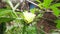 Okra or lady fingers plant in home garden.