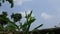 Okra or lady fingers plant in home garden.