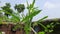 Okra or lady fingers plant in home garden.