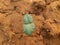 Okra or lady fingers seedling growing in home garden