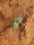 Okra or lady fingers seedling growing in home garden