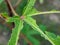 Okra Leaf Damaged by Bugs