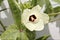 Okra Plant Flower Closeup