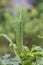 Okra plant ( Lady\'s Finger) with fruit