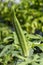 Okra plant ( Lady\'s Finger) with fruit