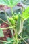 Okra plant or Lady`s Finger vegetable trees in tropical agricultural gardens