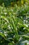 Okra plants and the okra veggie fruits