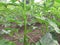 This is a okra plants,it is organic ,green an fresh,in the village of Ambegaon maharashtra india