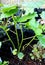 Okra, Purple cone flower, Bitter melon and snake gourd plant in garden