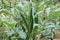 Okra is thriving in organic vegetable gardens.