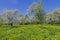 Old abandoned apple orchard during flowering.