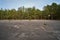 Old abandoned asphalt playground in the spring forest