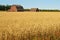 Old abandoned barns in a field of ripe wheat