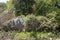 Old abandoned car covered in undergrowth. Vehicle reclaimed by nature