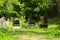 An old abandoned cemetery, crosses and graves overgrown with tall grass against the backdrop of tall trees and a blue sky.