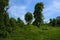 An old abandoned cemetery, crosses and graves overgrown with tall grass against the backdrop of tall trees and a blue sky.