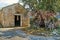 Old abandoned church with big olive tree and colourful rags