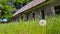 Old abandoned long house in poor condition. Bars and cracked panes in the windows. Around the tree and dandelions in the grass.