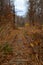 Old, abandoned, overgrown railroad train tracks lead into the creepy dark woods