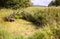 Old abandoned overgrown village pond in summer