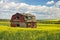 Old abandoned red barn in canola