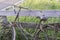 An old abandoned rusty bike parked against a wooden fence