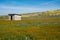 Old abandoned shack in a field of fiddleneck wildflowers, in Carrizo Plain National Monument in California