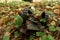 An old, abandoned toy left in the forest. Rusty, children`s typewriter in the autumn foliage