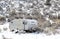 Old Abandoned Travel Trailer in Snow