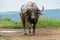 Old Affrican Buffalo bull walking after a mud bath