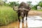 Old Affrican Buffalo bull walking after a mud bath