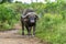 Old Affrican Buffalo bull walking after a mud bath