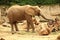 Old African elephant female standing on sand and groping with tr