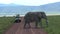 Old African Elephant walks past two safari jeeps full of tourists