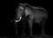Old African elephant working