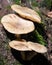 Old agaric honey fungus in woods, macro, selective focus