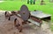 Old Aged Antique Mill Saw