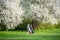 Old aged couple sitting under blooming tree
