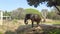 Old Aged Injured African Elephant Eating Dry Grasses On Mysore Zoo 4K, Karnataka, India. Large African Male Elephant Penis