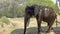 Old Aged Injured African Elephant Eating Dry Grasses On Mysore Zoo 4K, Karnataka, India. Large African Male Elephant Penis