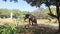 Old Aged Injured African Elephant Eating Dry Grasses On Mysore Zoo 4K, Karnataka, India. Large African Male Elephant Penis