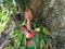 Old aged Pacific Islander man praying under a rain forest tree