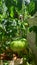 Old Aged Tree Trunk and Bark Organic Green Vegetable Tomato