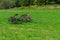 Old agricultural machines on a green grass