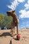 Old Airedale Terrier playing with Ball on a Beach