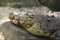 Old alligator head closeup photo. Crocodile sharp teeth and scaled skin.